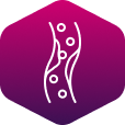 Periphere Arterielle Verschlusskrankheit (pAVK) und Diabetes - Icon Periphere Arterielle Verschlusskrankheit (pAVK) und Diabetes - Icon