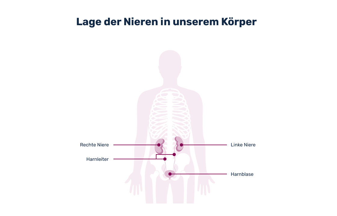 Aufbau der Nieren - Grafik