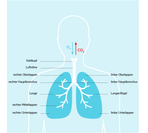 01-01-Was-ist-Lungenkrebs-Section-3.png