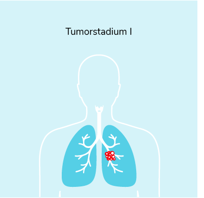 01-02-Arten-Stadien-Section-7_1.png