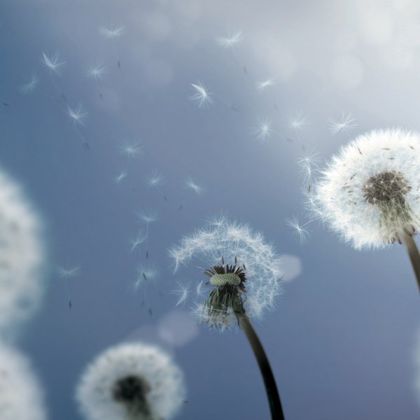 Nahaufnahme von Pusteblumen im Wind.