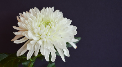 Eine weiße Blume namens 'Chrysantheme' vor dunklem Hintergrund.