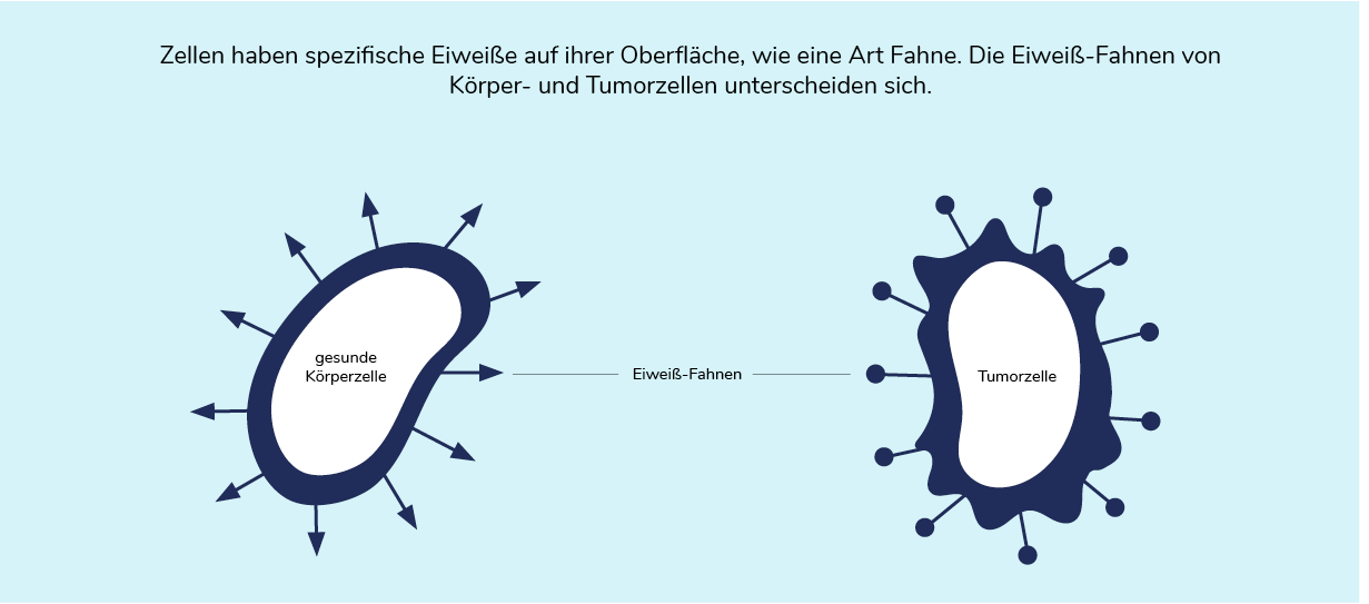 03-06-immuntherapie-01-1222x539.png