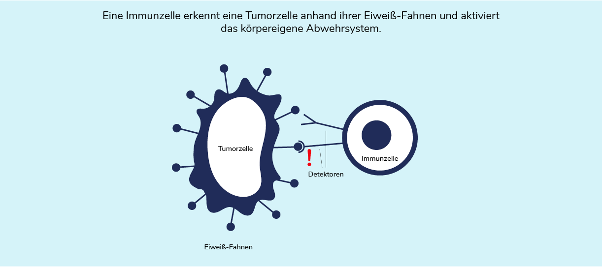 03-06-immuntherapie-03-1222x539.png