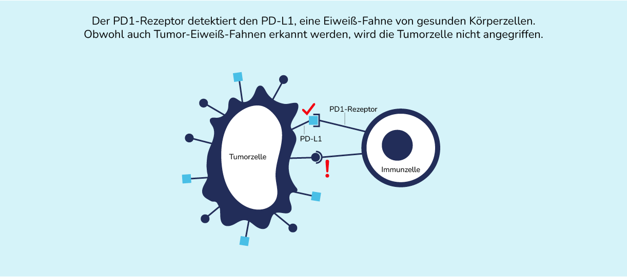 03-06-immuntherapie-04-1222x539.png