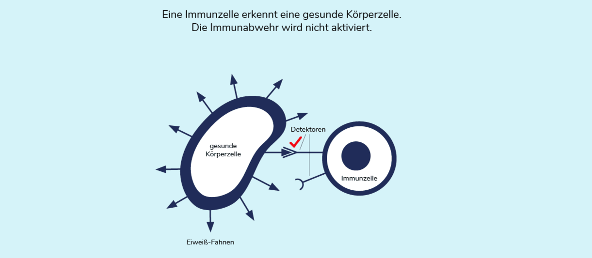 03-06-immuntherapie-02-1222x539_neu.png