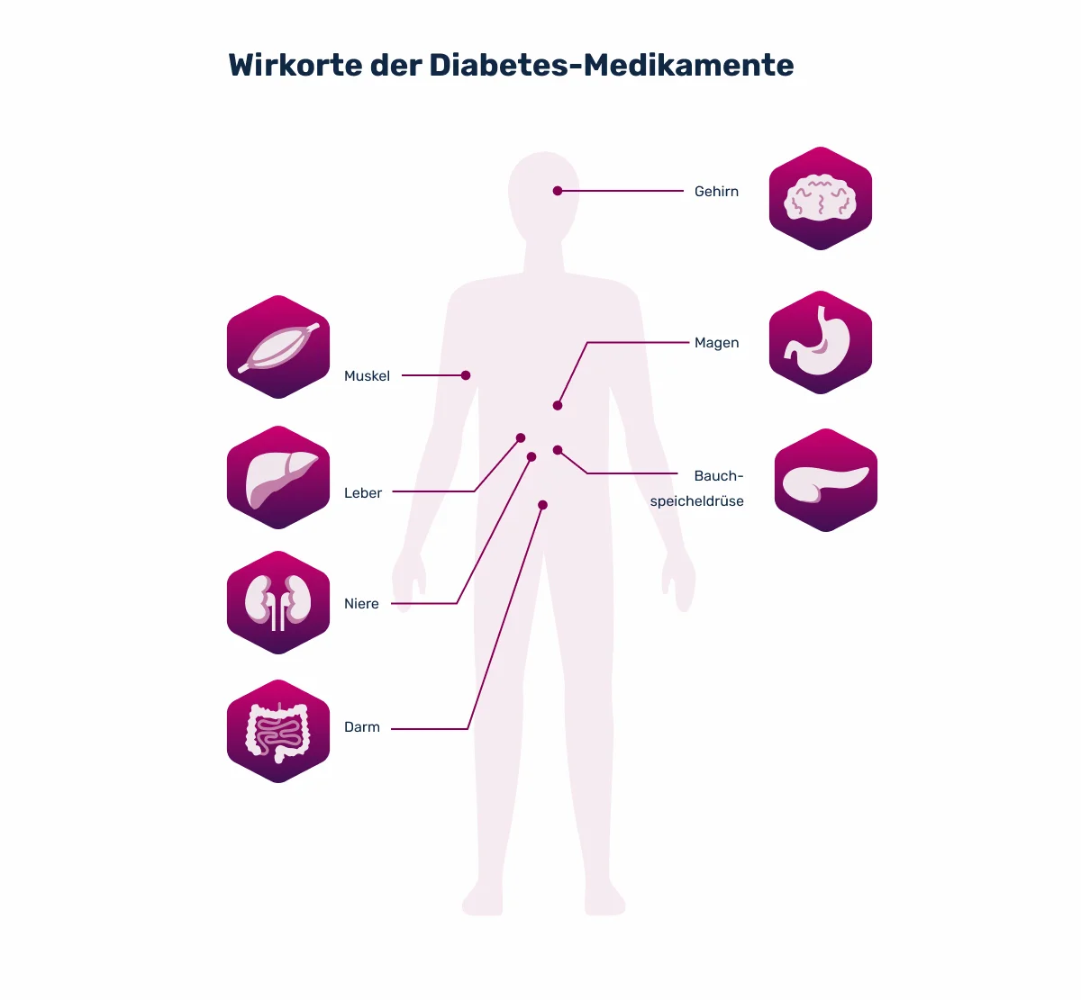 Wirkorte der Diabetes Medikamente (Antidiabetika) - Grafik